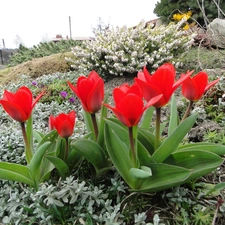 Tulips, Garden, Flowers