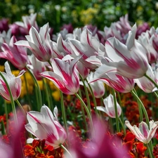 Flowers, Tulips