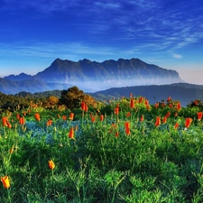 Tulips, Mountains, forest