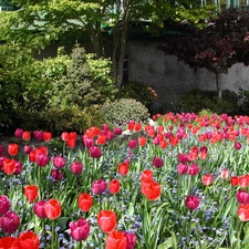 Garden, Tulips