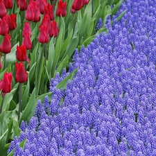 Tulips, Muscari, Flowers, Red, beatyfull