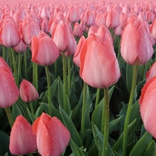 Pink, Tulips