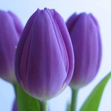 purple, Tulips