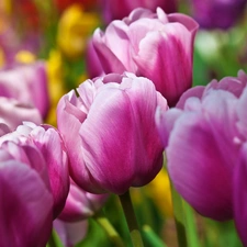 purple, Tulips