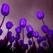 purple, Tulips