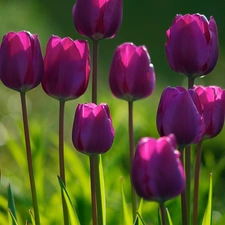 purple, Tulips