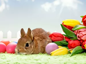 Rabbit, eggs, Easter, Tulips