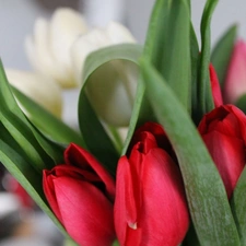 Red, Tulips