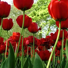 Red, Tulips