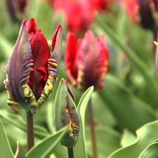 Red, Tulips