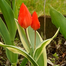 Red, Tulips