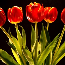 tulips, five, red