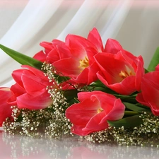 Tulips, Flowers, Red