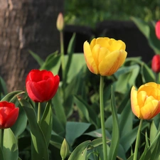 Tulips, Yellow, Red