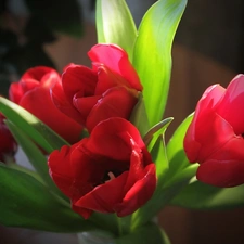 Red, Tulips