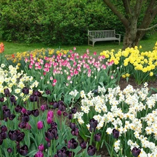 Daffodils, Park, trees, Tulips, Spring, Bench, viewes