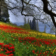 Tulips, trees, viewes
