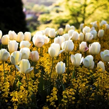 Tulips, Flowers, White