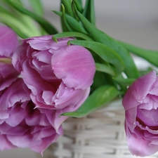 White, purple, Tulips, basket