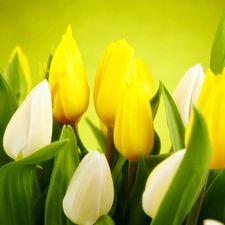 Tulips, White, Yellow