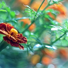 Colourfull Flowers, Tagetes, Turk