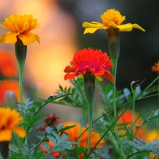 Tagetes, Turki