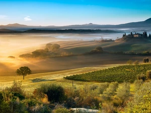 Italy, field, Fog, Tuscany
