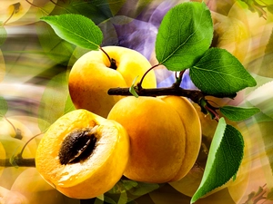 apricots, leaves, graphics, twig