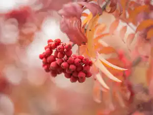 Plant, twig, blurry background, Leaf