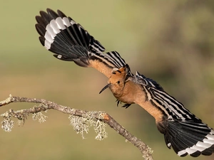 flight, twig, booby, wings, Bird