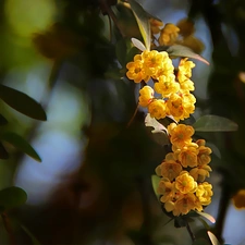 Bush, flowers, twig, Yellow