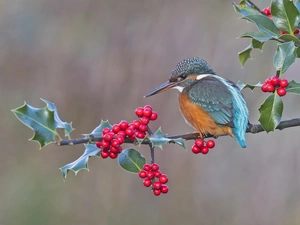Common Holly, kingfisher, twig