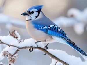 A snow-covered, twig, Bird, jay, winter