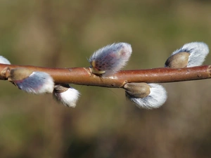 twig, Willow, database