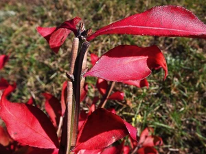 Euonymus, Red, Leaf, twig
