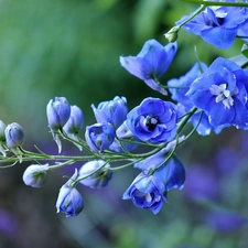 larkspur, Blue, Flowers