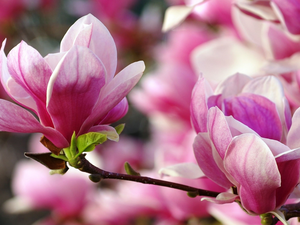 Pink, Bush, Leaf, twig, Magnolias, Flowers