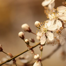 White, Fruit Tree, twig, Colourfull Flowers