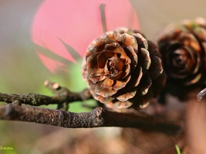 twig, cones, larch