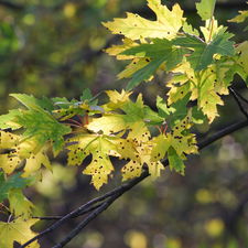 rapprochement, blurry background, twig, Leaf, maple