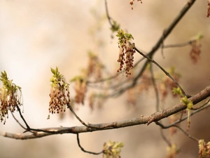 twig, Manitoba Maple
