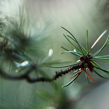 twig, pine, needle