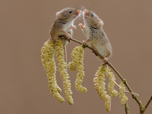 mouse, twig, plant, Harvest Mouses
