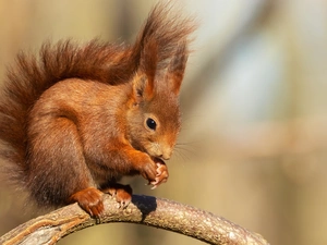 twig, Ginger, squirrel