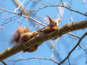 twig, squirrel, trees