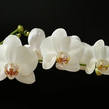 twig, orchid, White