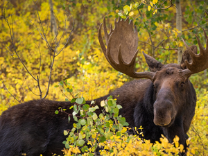 Twigs, moose, antlers
