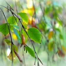 Twigs, Leaf, birch