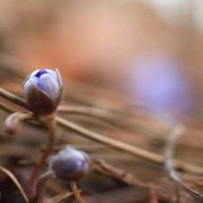 Twigs, Hepatica, Buds