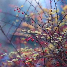 Twigs, Bush, Fruits, barberry, Red